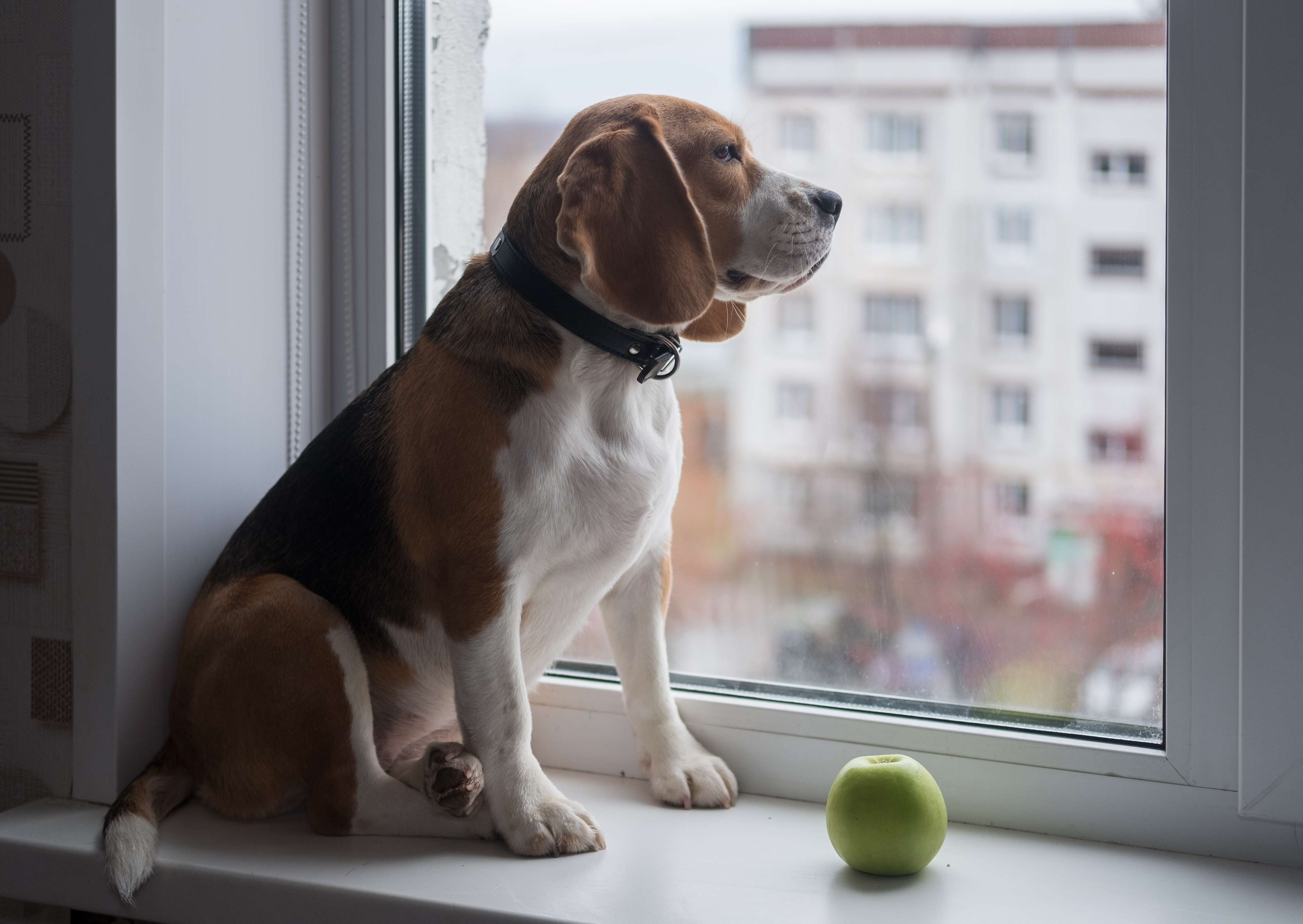 Why Dogs Sit By The Window